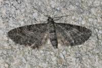 Eupithecia subfuscata