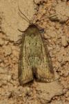 Photedes minima
