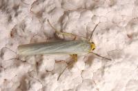 Eilema caniola
