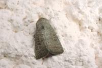 Hoplodrina ambigua/blanda