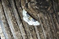 Idaea filicata