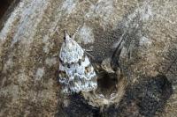 Scoparia pyralella