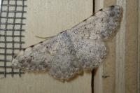 Scopula submutata roseonitens