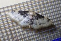 Idaea filicata