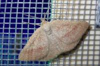 Aplasta ononaria