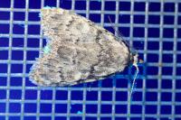 Meganola strigula
