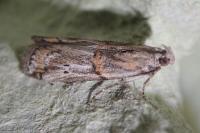 Asalebria florella
