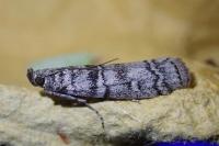 Dioryctria mendacella