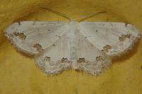 Scopula ornata