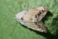 Nola infantula