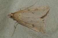 Udea numeralis