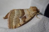 Synthymia fixa