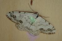 Scopula decorata