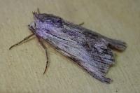 Calophasia platyptera