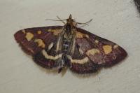 Pyrausta purpuralis