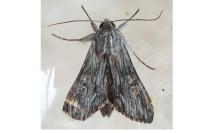 Cucullia xeranthemi