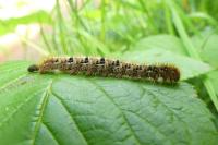 Lasiocampa quercus quercus