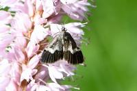 Udea hamalis