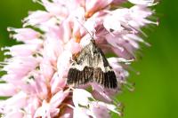 Udea hamalis