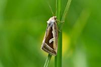 Deltote uncula