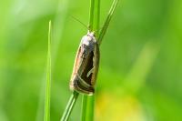Deltote uncula