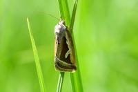 Deltote uncula