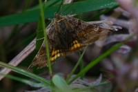 Euclidia glyphica