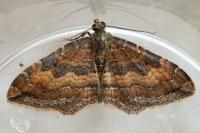 Nycterosea obstipata