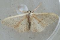 Idaea belemiata helianthemata