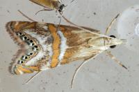 Euchromius anapiellus