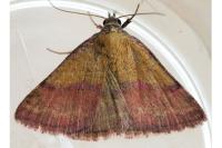 Phytometra viridaria