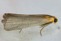Eurhodope cirrigerella