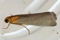 Eurhodope cirrigerella