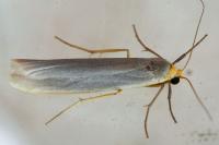 Eilema