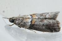Acrobasis