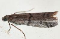 Ephestia
