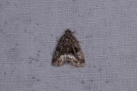 Deltote pygarga