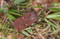 Noctua pronuba
