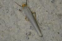Eilema caniola