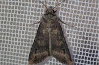 Agrotis ipsilon