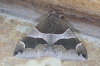 Dysgonia algira