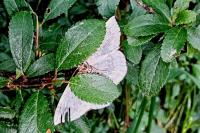 Cyclophora annularia