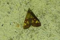 Pyrausta aurata