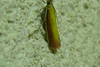 Oncocera semirubella