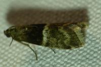 Elegia atrifasciella