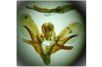 Hyloicus maurorum