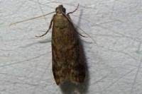 Ephestia