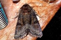 Oligia