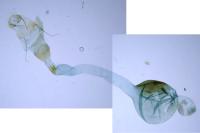 Scoparia ambigualis
