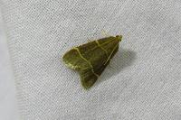 Hypsopygia glaucinalis